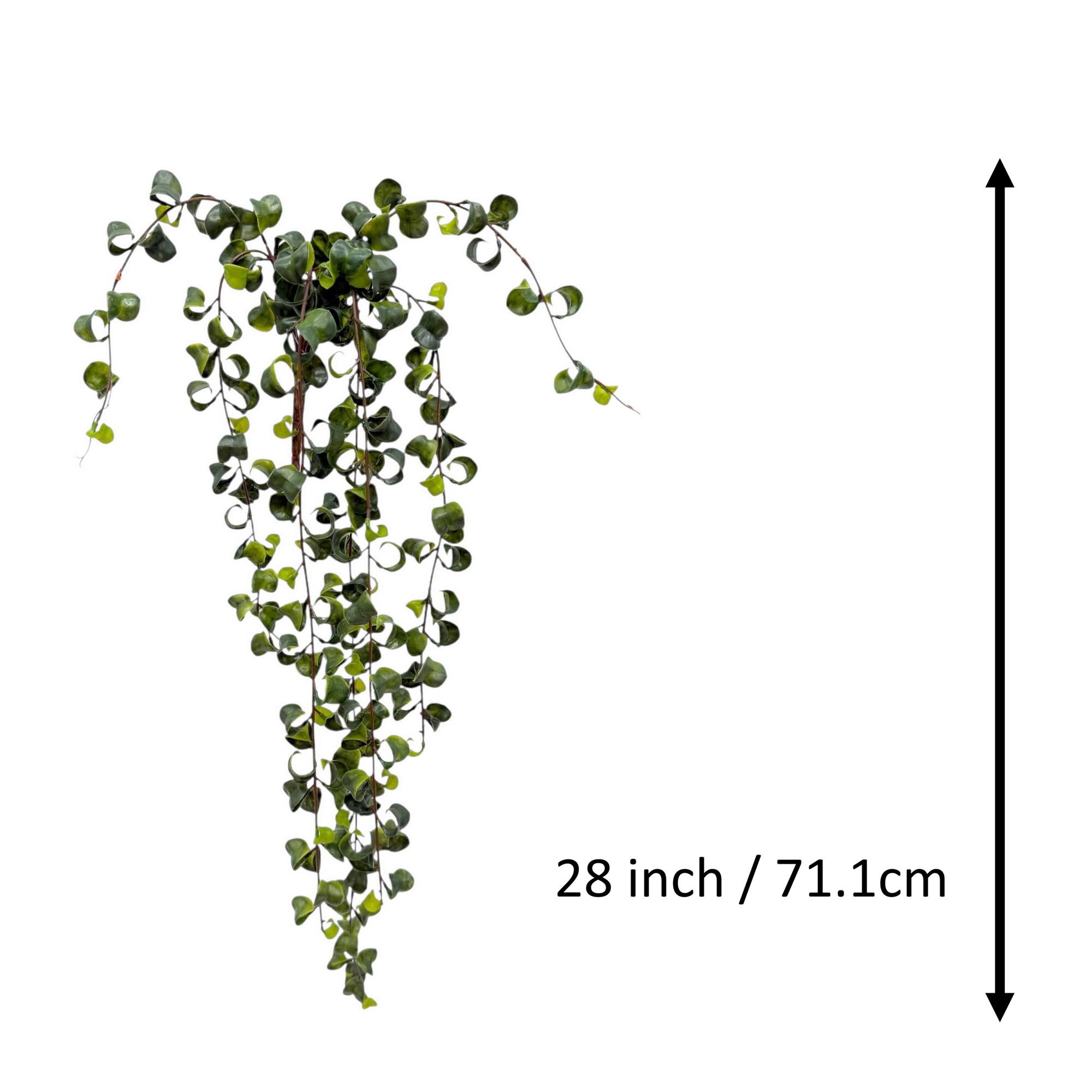 34" Hanging Curly Ficus by Ashland®